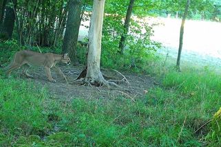 V Polsku nedaleko hranic s Českem se zřejmě potuluje puma - Novinky
